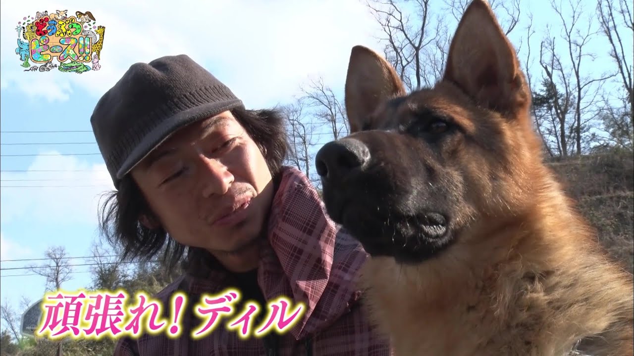 シェパード おてんば娘 警察犬 訓練 かわいい犬まとめ動画 Youtube