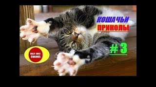 ★ КОШАЧЬИ ПРИКОЛЫ # 3 ! ★ CAT JOKES #3 ! ★ КОШАЧЬИ ПРИКОЛЫ # 3 ! ★ CAT JOKES #3 !