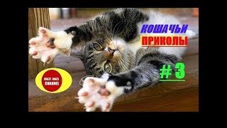 ★ КОШАЧЬИ ПРИКОЛЫ # 3 ! ★ CAT JOKES #3 !