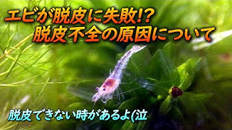 脱皮不全 Youtube