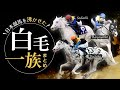 ソダシ…シラユキヒメ…日本競馬を沸かせた白毛一族のレースまとめ！