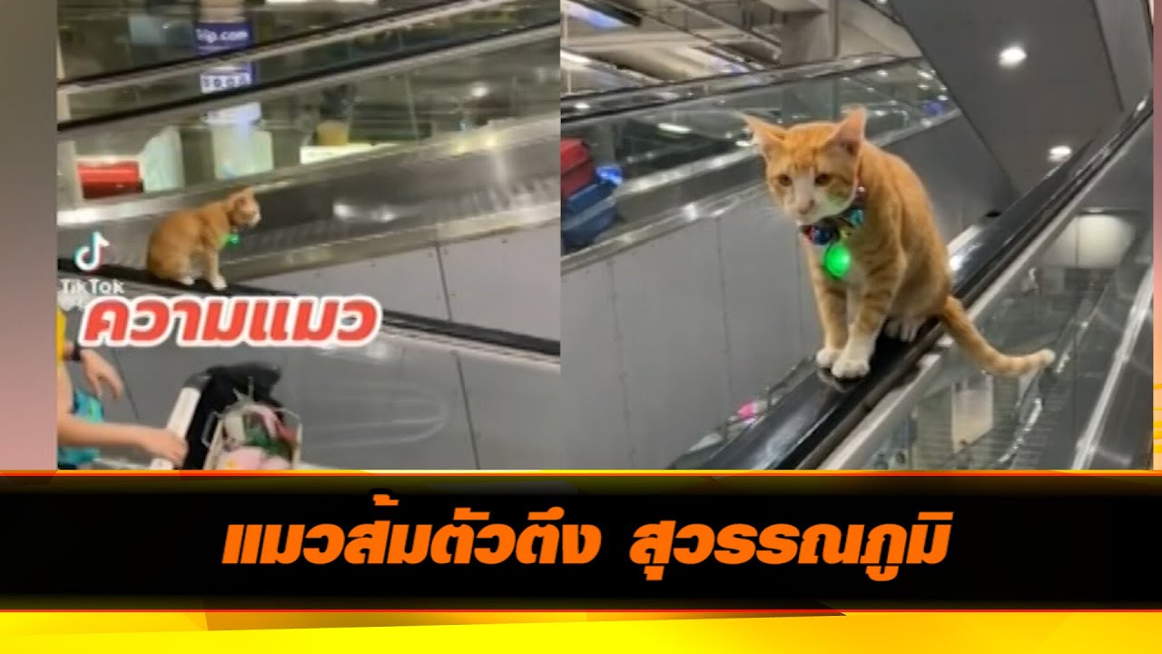 แมวส้มตัวตึง สุวรรณภูมิ