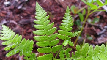 4K test Video in Kdenlive with Benchmark and Commentary