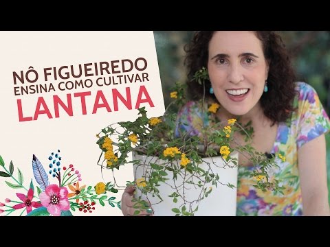 Nô Figueiredo Ensina Como Cultivar Lantana