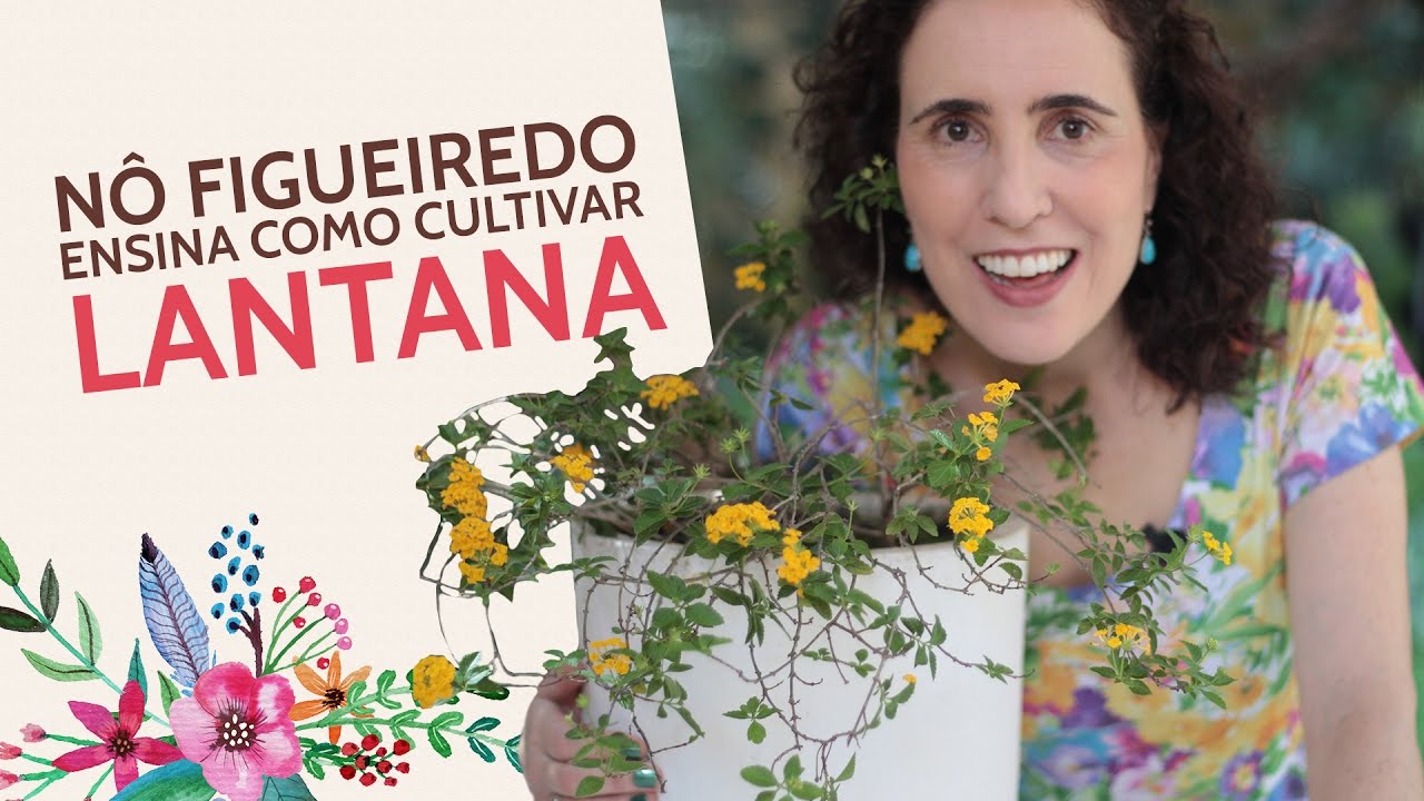 Nô Figueiredo Ensina Como Cultivar Lantana