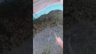 Caretaker Demonstrates Maintenance of Pet Crocodile Tank