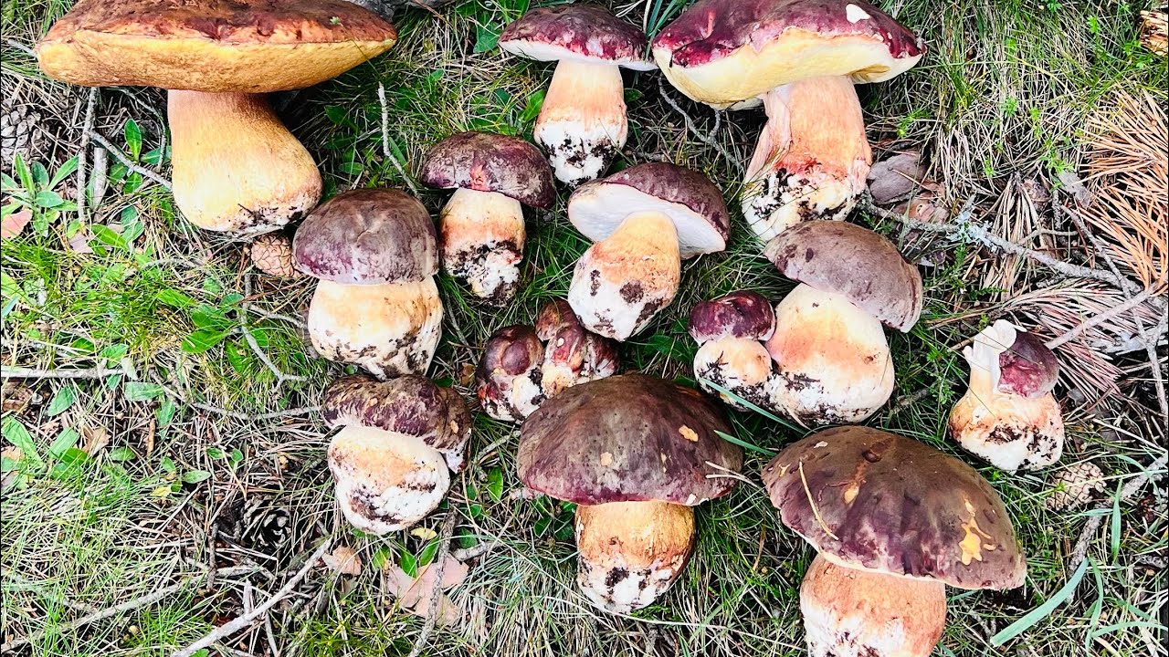 BOLETUS PINICOLA BROTADA ÉPICA!!( 4K) 18/06/2023 EN SORIA.