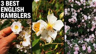 The 3 Best Large Rambling Roses For Your Garden