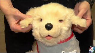 How researchers are combining pet and art therapy