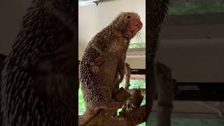 Rico Eating and Being Cute  Cincinnati Zoo #shorts