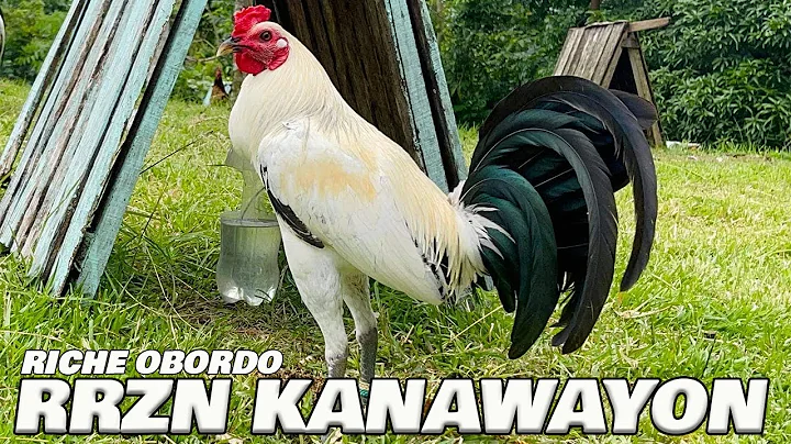 Beautiful Kanawayon RRZN FARM Riche Obordo