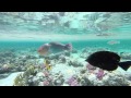 Marsa alam snorcheling april 2015 HD-Gopro Hero 3 Black edition