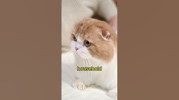 #shorts Solve this Cute Riddle