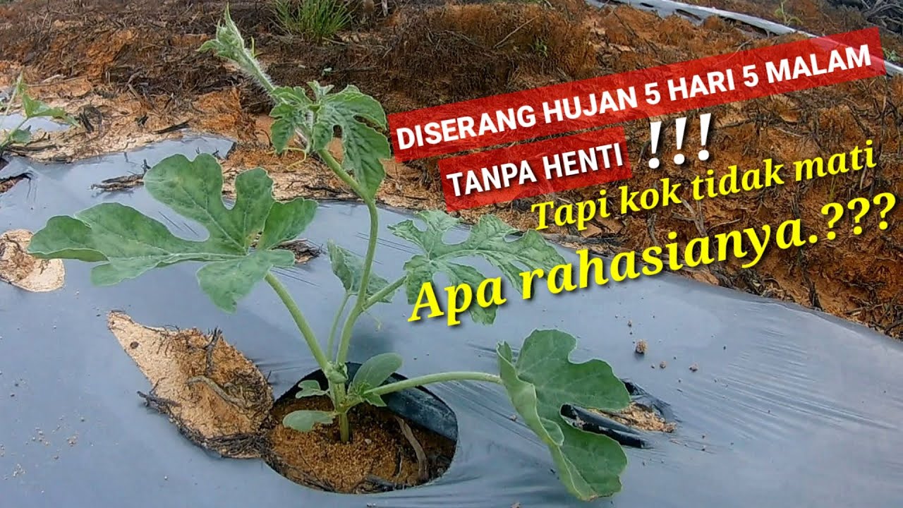 TANAMAN SEMANGKA DI GUYUR HUJAN 5 HARI 5 MALAM KOK NGGAK MATI.... APA RAHASIANYA..???