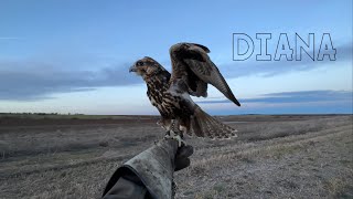 FAlCONRY  'Saker falcon hunting trip'