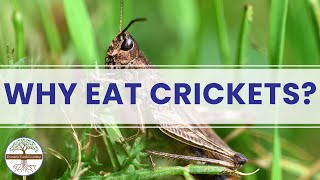 Why Eat Crickets How Much Protein in a Single Cricket