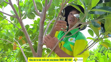 CÁCH CẮT TỈA CÀNH TẠO TÁN CHO MÍT RUỘT ĐỎ XƠ VÀNG 14 THÁNG TUỔI.