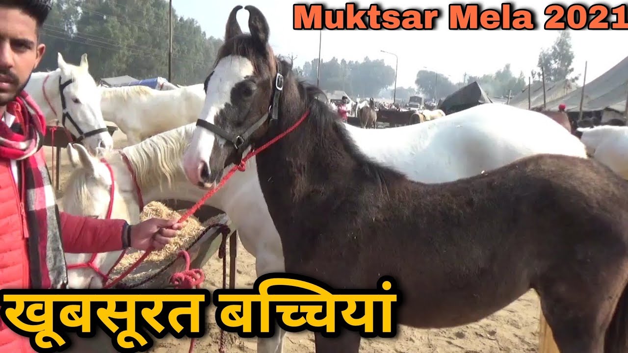 रेहमान सरपंच लेकर आया नुकरी और चंबी बच्चियां | Muktsar Mela 2021 | Maghi Mandi