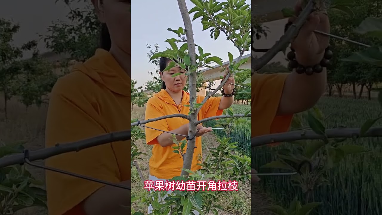 Apple tree seedlings open angle branch pull, wire hook branch pull is convenient