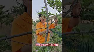 Apple Tree Seedlings Open Angle Branch Pull, Wire Hook Branch Pull Is Convenient