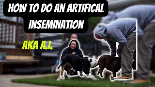 How to Do an artificial insemination aka an Ai with your dog?