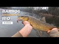 Pescando BARBOS a LOMBRIZ CORRIDA en rio  /@ribera_fishing