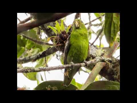 Parrotlets, Parakeets