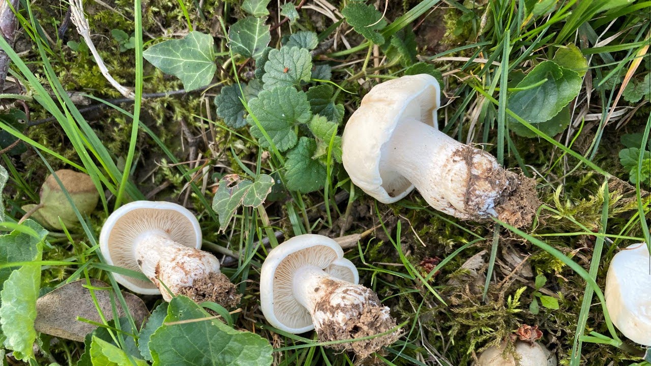 Calocybe gambosa, March 21, 2024