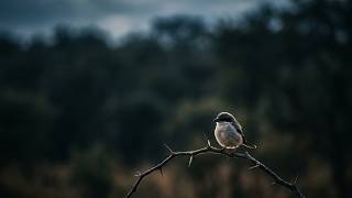 This tiny bird turns thorns into a deadly weapon