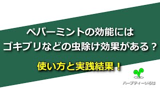 ペパーミントの効能にはゴキブリなどの虫除け効果がある？使い方と実践結果！