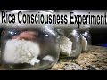 Rice Consciousness Experiment? Dr Masaru Emoto