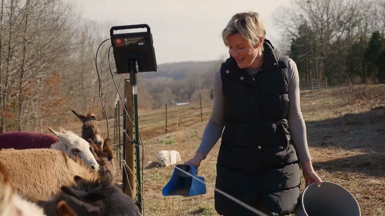 It's Almost Adoption Day for 3 of Our Donkeys!!