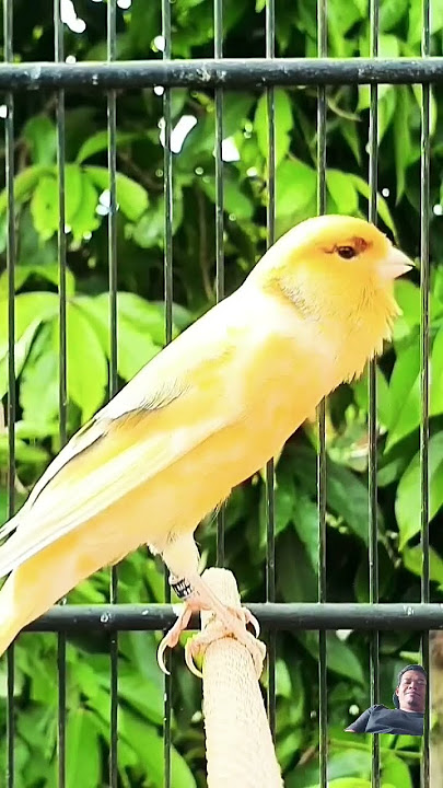 Kicau kicau #birds #canary #birdsounds #birdslover #nature #bird #cute #animals #funny