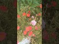 Rooftop Garden #vlog #flowers #garden #gardening #love #colors #happy #beautiful #fun #nature #like