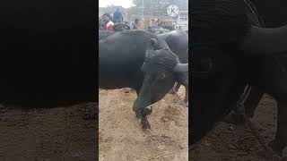 chhapiya pashu Mandi Gorakhpur | Janta pashu mandi chhapiya