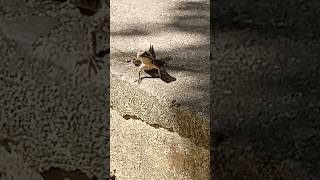 calango curioso #animais #calango