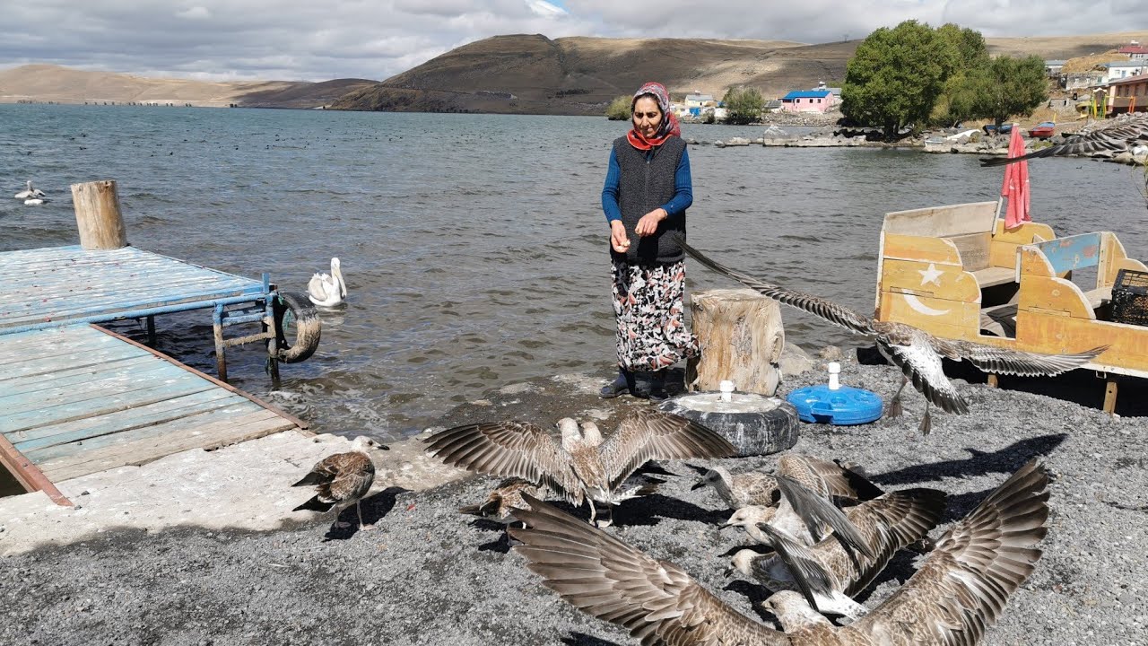 Çınar Kılıç Pelikan besliyor.