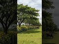 Distancias ideales para establecer un cerco vivo en clima cálido#CercoVivo#Agroforestería