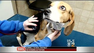 Animal Rescue League Raising Money To Help Beagle With Paralyzed Back Legs