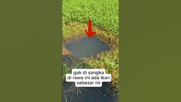 Mancing di rawa ternyata ada ikan besar nya#shorts