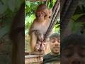 एक जगह बैठे-बैठे नींद पूरी कर रही है बंदर🤔 #monkey #viral #bandar #trending #ytshorts #shorts