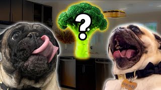 Will Pugs Eat Their Veggies? Cute & Funny Pug Reactions!!