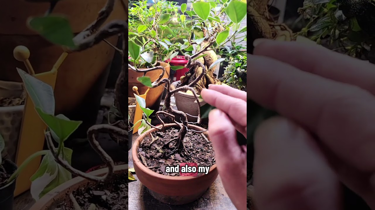 small ficus bonsai for ficus friday bonsai !this is the first ficus cutting i styled. 