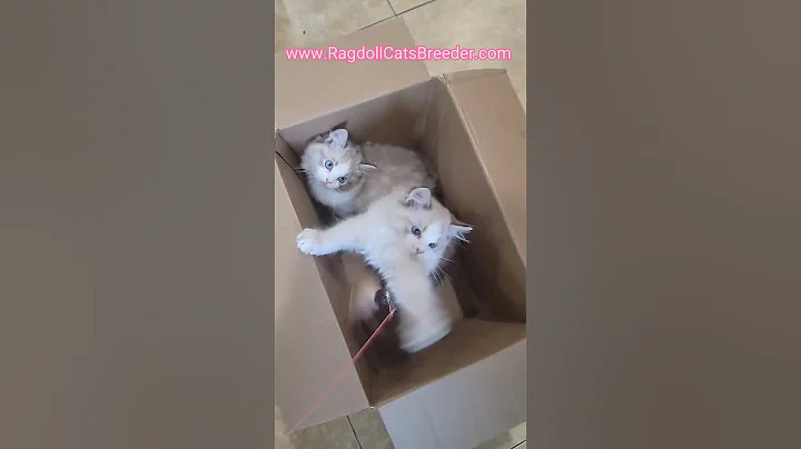 Video 9732271: lynx kitten, lynx cat, lynx bicolor, cute lynx