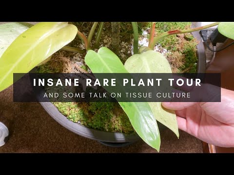 The Tissue Culture Episode | Rare Plant Tour | Collector-Seller Series P4 | Ep 53