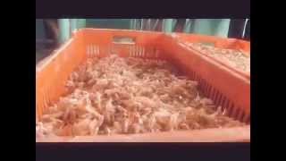 Azucena 2 seccion h cardenas tabasco mx