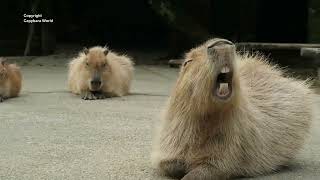 Famous Capybara Choco. The Most Magnificent Capybara Yawn with Babies