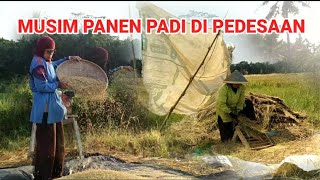 CINEMATIK - Suasana Musim Panen Padi di Pedesaan - Rachmaan Tv