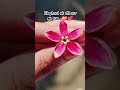 #flowers #love #dilkibaat