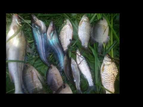 umpan-jitu-semua-jenis-ikan